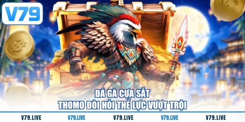 Đá gà cựa sắt Thomo đòi hỏi thể lực vượt trội